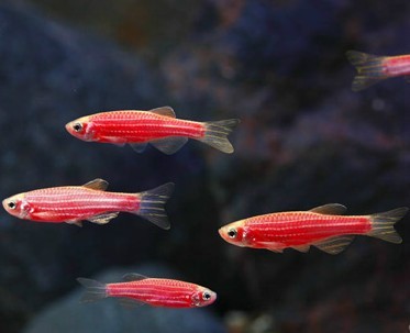 Glofish - Danio - Starfire Red - 1 inch - Quantity of 6